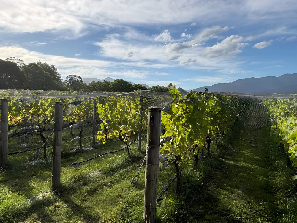 Vineyard rows at the property